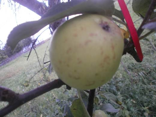 Renet Ananas