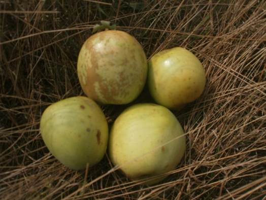 Renet Ananas