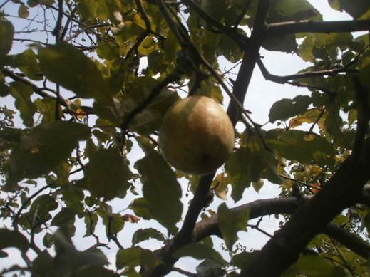 Renet Ananas