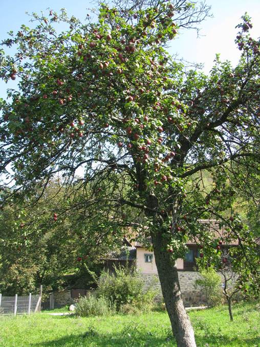 Rosii Cacovenesti